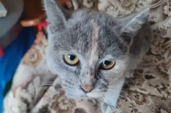 Трехшерстная кошка найдена на Лядова, 40