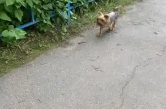 Найдена собака, Солнечная 8, Челябинск