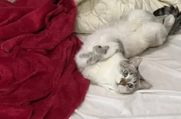 Пропала кошка, Широкая ул., Тамбов