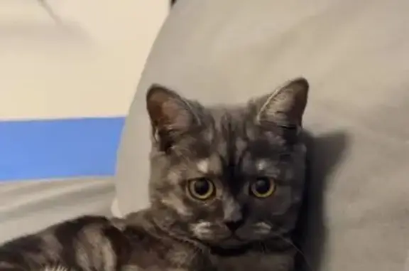 Кошки потеряшки, , фото: Потеряшка кошка, Лесокомбинатская 7, Мелеуз