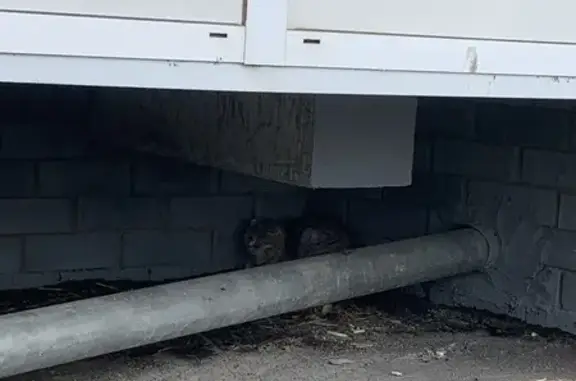 Кошка найдена у балкона, Афанасьева 19