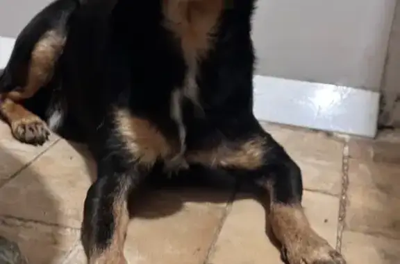 Найденные животные Переславль-Залесский, фото: Найдена собака, ул. 50 лет Комсомола, 1