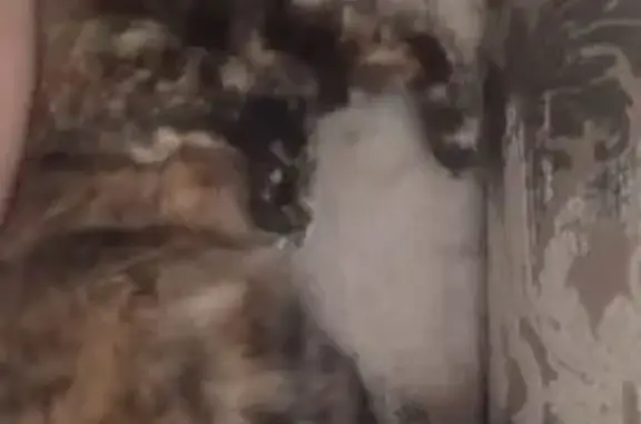 Пропала кошка, ул. Кирова, 4, Лосино-Петровский