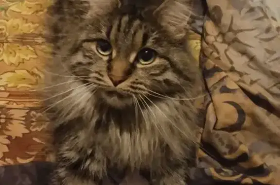 Пропала кошка, ул. Аверкиева, 10, Кр.