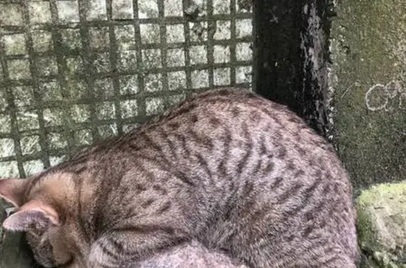 Кошка найдена на Зелинского, 23, Великий Н.