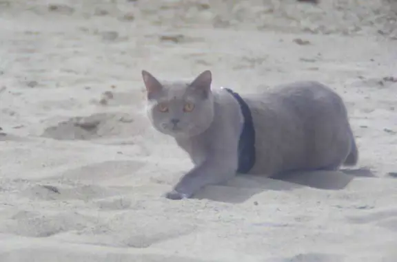 Кошки потеряшки, Новосибирская область, фото: Потеряшка кошка, Кубовинский с/с, НСО