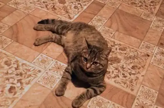 Кошки потеряшки, Вязьма, фото: Потеряшка кошка, Юбилейная 7, Вязьма