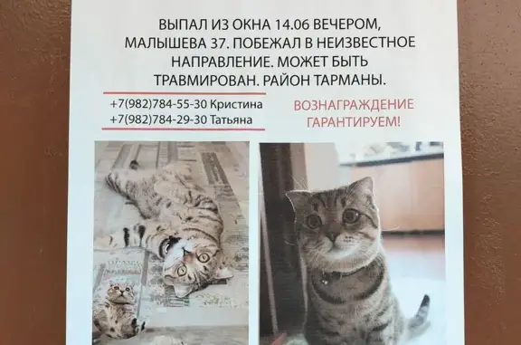 Пропала кошка, ул. Малышева 37, Тюмень