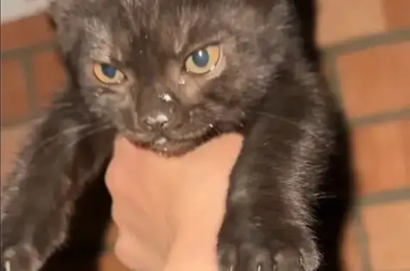 Пропала чёрная кошка, Халтурина 24, Сальск