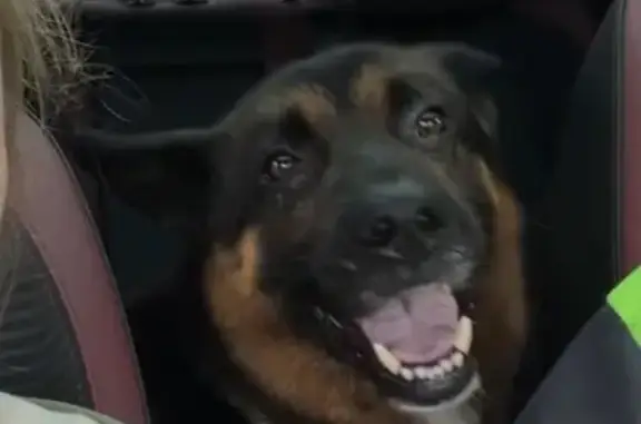 Найдена собака, Монино, фото: Овчарка найдена в Монино, «Волга»