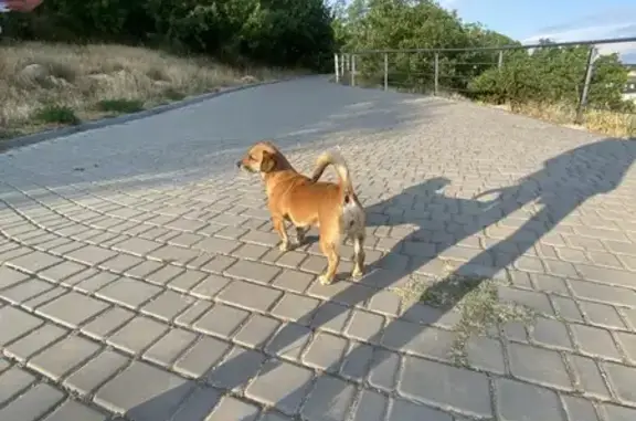 Найдена собака, , фото: Собака найдена у памятника Пушкина, Балаклава