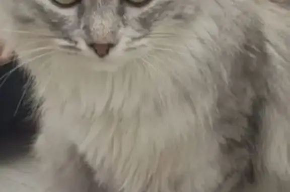 Кошки потеряшки, Челябинск, фото: Потеряшка кошка, Каслинская 34, Челябинск