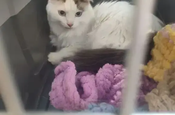 Найдена кошка, Ижевск, фото: Кошка найдена: ул. Закирова, 3, Ижевск