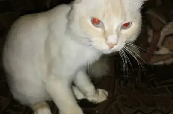 Пропала кошка, Текстильный пр., Минусинск