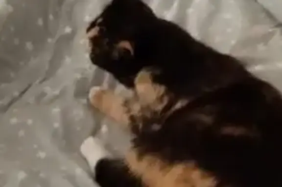 Кошки потеряшки, Брест, фото: Потеряшка кошка, Урожайная 34, Брест