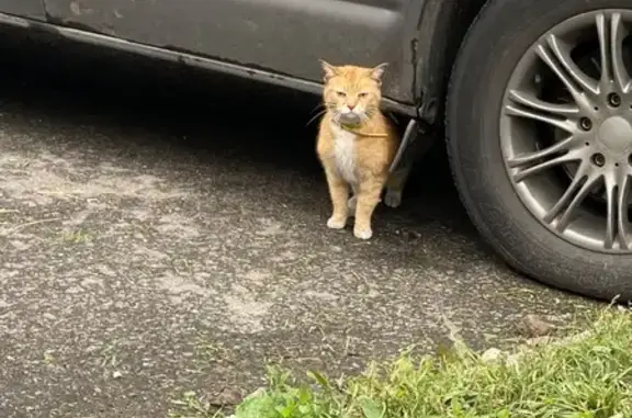 Найдена кошка, Ярославль, фото: Кошка найдена: Папанина, 12, Ярославль