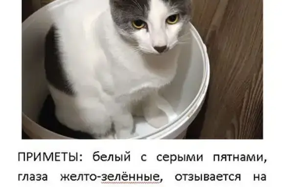 Пропала кошка, ул. Академика Богомольца, 5