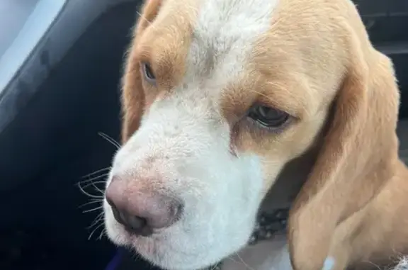 Найдена собака, Воронеж, фото: Собака найдена на 20Н-23-16, Воронеж