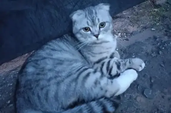 Кошки потеряшки, Энгельс, фото: Потеряшка кошка, Вокзальная 48, Энгельс