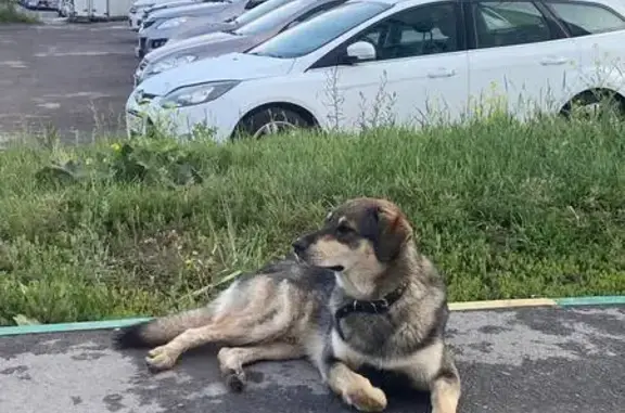 Собака найдена: ул. Хворостухина, 11А, Тула