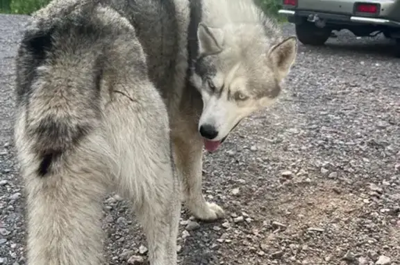 Найдена собака, Ведлозерское, фото: Хаски найден у 86К-262, Ведлозерское СП