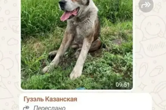 Собака найдена: Низовая ул, 1, Нармонка