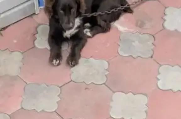 Найдена собака, Соль-Илецк, фото: Найдена собака, Садовая 25, Соль-Илецк