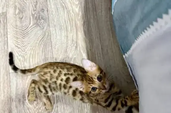 Пропала кошка, Ноградская ул., 3, Мыски
