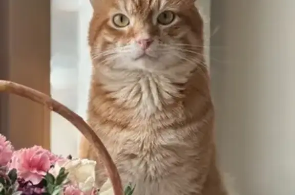 Кошки потеряшки, Москва, фото: Потеряшка кошка, ул. Ак. Варги, 6, Москва