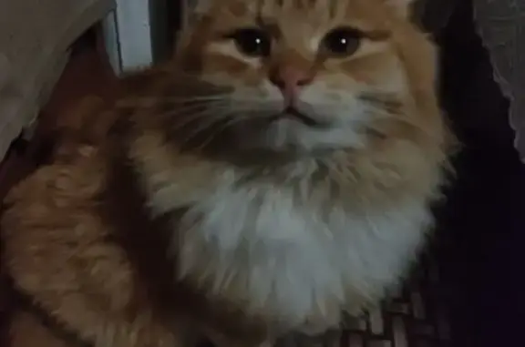 Пропали коты, Вязовский пер., Богородицк