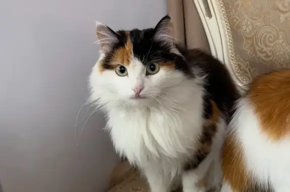 Кошки потеряшки, Кыштым, фото: Потеряшка кошка, ул. Спартака, 3, Кыштым