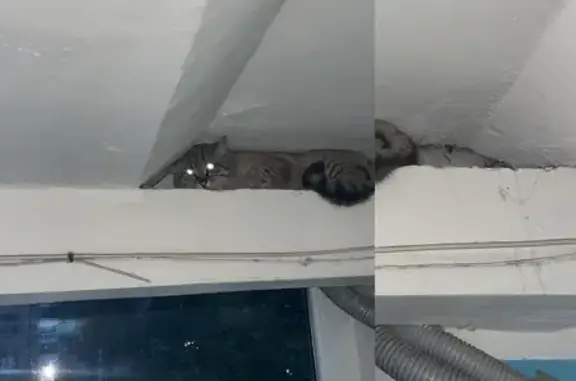 Найдена кошка, Ижевск, фото: Кошка найдена: Буммашевская, 46, Ижевск