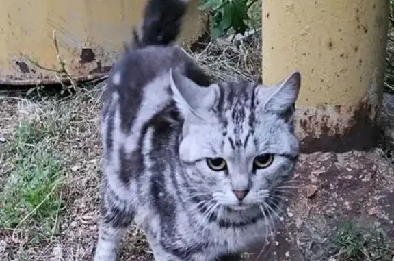 Найдена кошка, Сызрань, фото: Кошка найдена: Восточная ул, 1, Сызрань