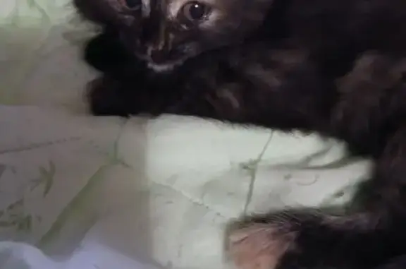 Кошка найдена: Пятиморская 37, Волгоград