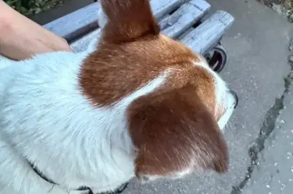 Собака найдена: Ленинский проспект, 60Б