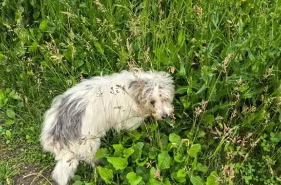 Найдена собака, Зелёная ул. 15, Чебоксары