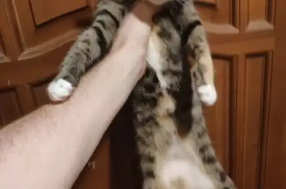 Потерянные животные Самара, фото: Пропала кошка, Сердобская 11, Самара