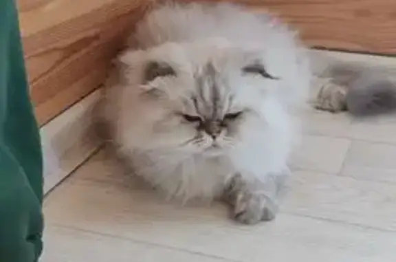 Пропала кошка, КП Боково, МО