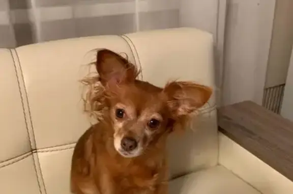 Собаки потеряшки, Северодвинск, фото: Потеряшка собака, пр. Труда, 72, Северодвинск