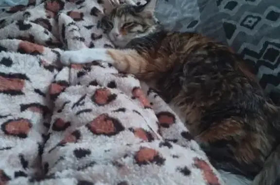 Пропала кошка, Нижнекамск