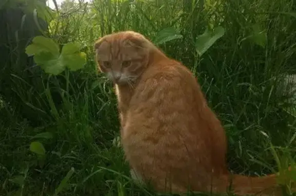 Пропала кошка на ул. Загородная, д. 1
