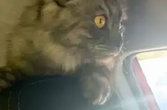 Кошка пропала в д. Большие Борницы