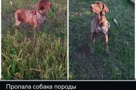 Пропала собака, Придорожная ул., Орловская
