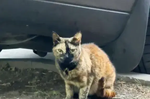 Кошка найдена: Кастанаевская ул., 7, Москва