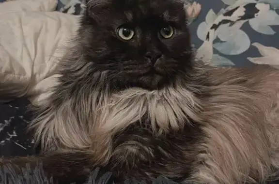 Кошки потеряшки, Санкт-Петербург, фото: Потеряшка кошка, Антоновская 9, СПб