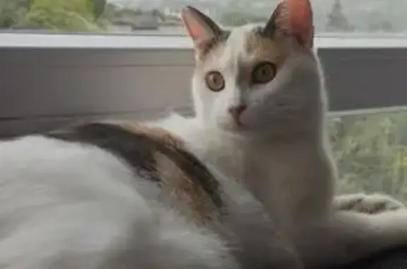 Пропала кошка Шатти, strada Ialoveni, 42