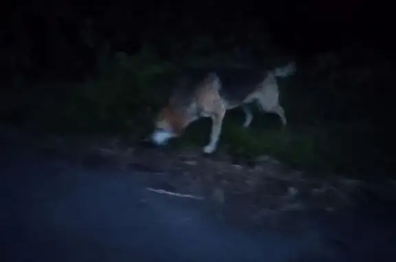 Собака найдена на Набережной улице, Семион