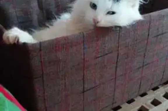 Пропала белая кошка, Восточная 7, Подольск