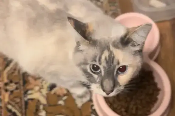 Кошки потеряшки, Великие Луки, фото: Потеряшка кошка, Нелидовский пр., 5, В. Луки