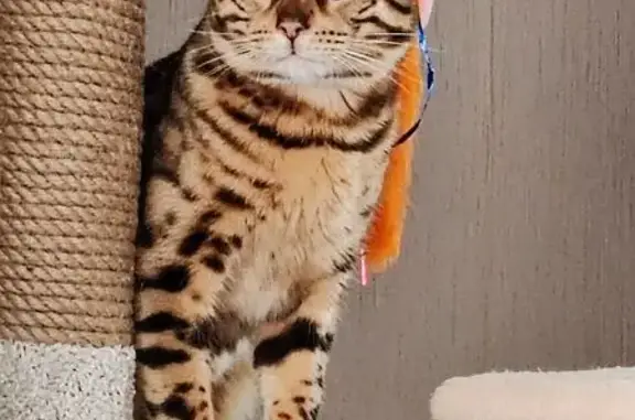 Кошки потеряшки, Химки, фото: Потеряшка бенгальская кошка, Химки, Овражная 24 к9